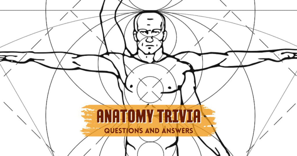 Anatomy trivia questions And Answers